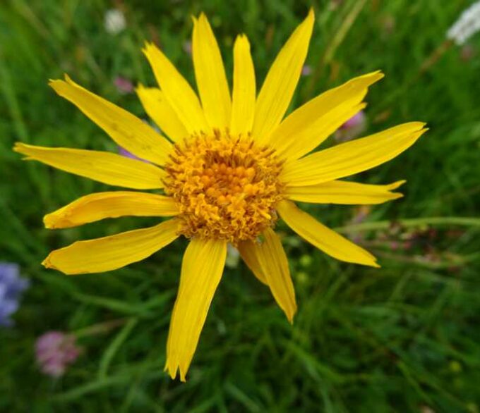 Arnica montana