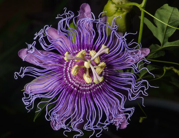 Passion Flower